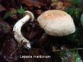 Lepista martiorum-amf2059